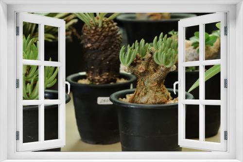 Fototapeta Naklejka Na Ścianę Okno 3D - Cactus and succulent in pots