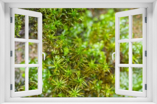 Fototapeta Naklejka Na Ścianę Okno 3D - Nahaufnahme von nassem Moos auf einem Baum, Deutschland
