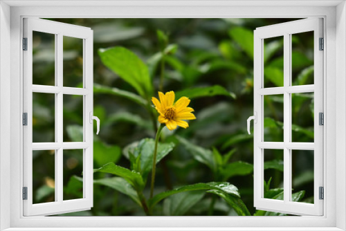 Fototapeta Naklejka Na Ścianę Okno 3D - yellow flower in the garden