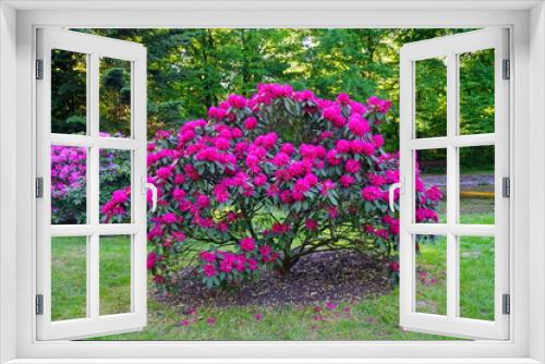 Fototapeta Naklejka Na Ścianę Okno 3D - Beaufort blooming azalea - rhododendron (Rhododendron) - beautiful green areas of the city