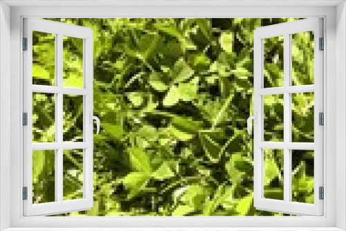 Fototapeta Naklejka Na Ścianę Okno 3D - background of green leaves