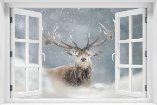 Fototapeta Naklejka Na Ścianę Okno 3D - Red deer stag in the falling snow