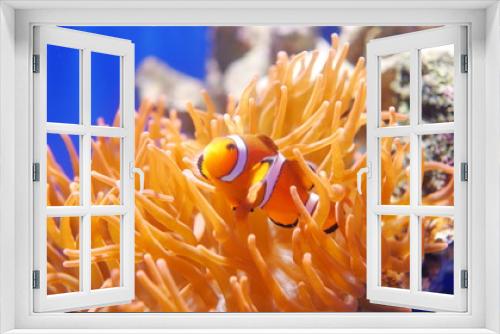 Fototapeta Naklejka Na Ścianę Okno 3D - Clownfish swimming inside the aquarium.