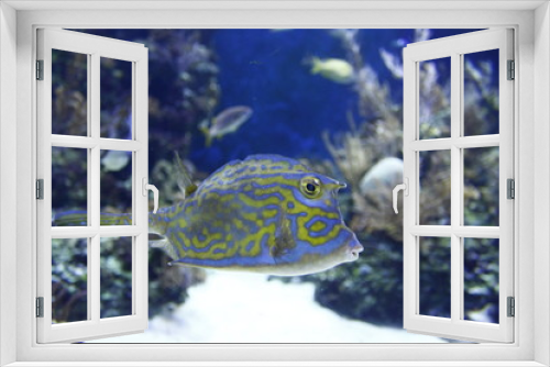 Fototapeta Naklejka Na Ścianę Okno 3D - Swimming