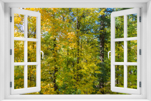 Fototapeta Naklejka Na Ścianę Okno 3D - Autumn trees  in Tsaritsyno park
