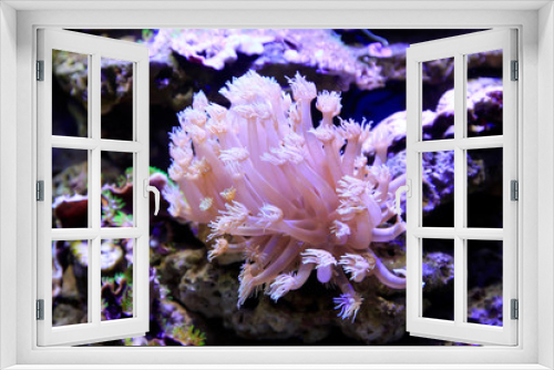 Fototapeta Naklejka Na Ścianę Okno 3D - Corals in an aquarium