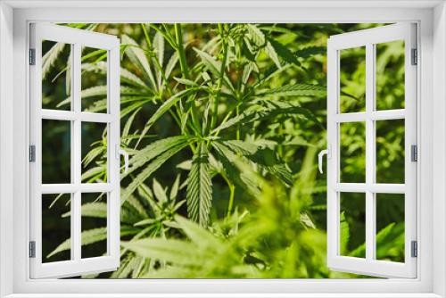 Fototapeta Naklejka Na Ścianę Okno 3D - Green fresh marijuana leaves pattern