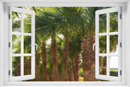 Fototapeta Naklejka Na Ścianę Okno 3D - Branches of date palms under blue sky in Summer
