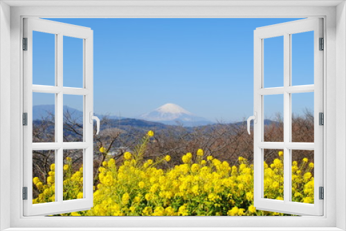 Fototapeta Naklejka Na Ścianę Okno 3D - 吾妻山公園の菜の花①