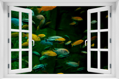 Fototapeta Naklejka Na Ścianę Okno 3D - Colorful fish swim in a large aquarium