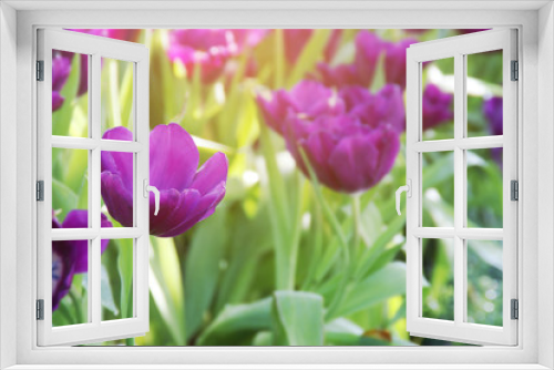 Fototapeta Naklejka Na Ścianę Okno 3D - Blooming Purple Tulip Flowers in the Garden