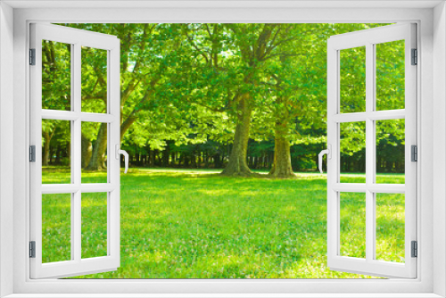 Fototapeta Naklejka Na Ścianę Okno 3D - garden lawn