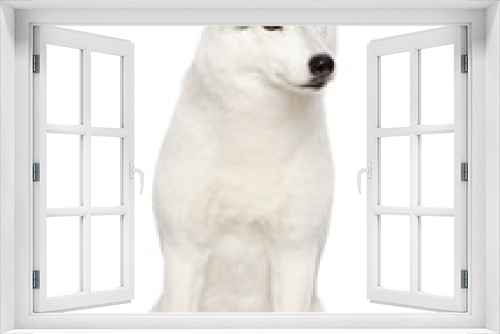 Fototapeta Naklejka Na Ścianę Okno 3D - Siberian Husky Dog Isolated  on White  Background in studio