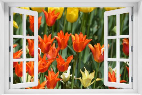 Fototapeta Naklejka Na Ścianę Okno 3D - Orange colored Tulips