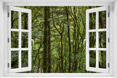 Fototapeta Naklejka Na Ścianę Okno 3D - busy rainforest in washington, USA