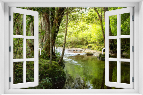 Fototapeta Naklejka Na Ścianę Okno 3D - Evergreen forest with river flowing landscape, Trees trunk and green moss near the river at tropical rainforest, Deep jungle landscape with stream flowing