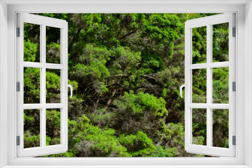 Fototapeta Naklejka Na Ścianę Okno 3D - Tree branch and bush