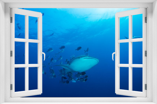 Fototapeta Naklejka Na Ścianę Okno 3D - Whale Shark