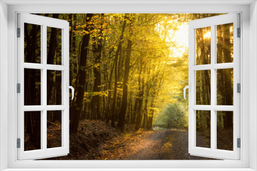 Fototapeta Naklejka Na Ścianę Okno 3D - Colorful, magical and mysterious autumn in forest. Amazing colors of leaves both on trees and fallen down. Beautiful foliage, peaceful, relaxing, quiet. Very popular season for trips and hiking.