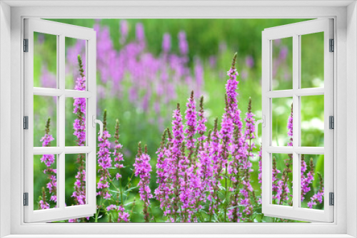 Fototapeta Naklejka Na Ścianę Okno 3D - 緑の中のミソハギの花