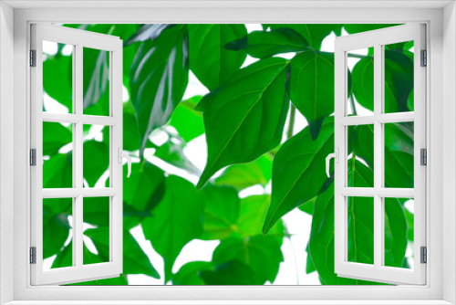Fototapeta Naklejka Na Ścianę Okno 3D - Green beautiful leaves