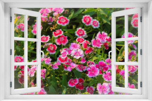 Fototapeta Naklejka Na Ścianę Okno 3D - Beautiful Background of blooming Snowfire, China Doll, China Pink flower, pink Dianthus flowers (Dianthus chinensis) or Rainbow Pink flower in natural field on the sunny day.