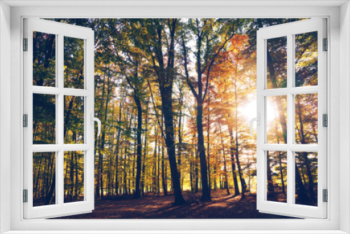 Fototapeta Naklejka Na Ścianę Okno 3D - Herbstsonne im Wald