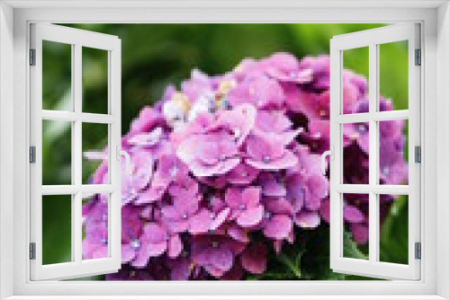 Fototapeta Naklejka Na Ścianę Okno 3D - purple hydrangea