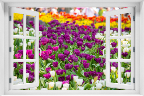 Fototapeta Naklejka Na Ścianę Okno 3D - blooming tulips.