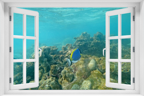 Fototapeta Naklejka Na Ścianę Okno 3D - The underwater world the Indian Ocean Maldives with corals and fish