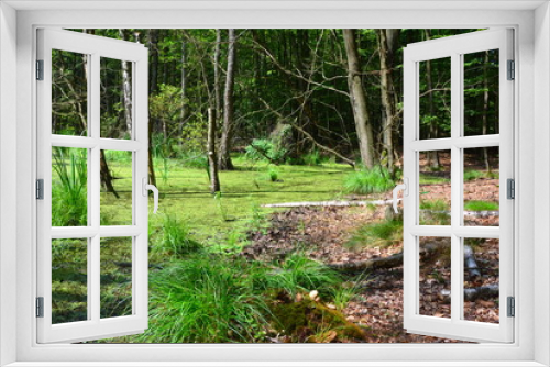 Fototapeta Naklejka Na Ścianę Okno 3D - piękna wiosna w lesie, bagno
