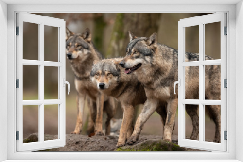 Fototapeta Naklejka Na Ścianę Okno 3D - Grey Wolf in the forest
