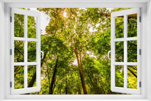 Fototapeta Naklejka Na Ścianę Okno 3D - Shade of trees.7