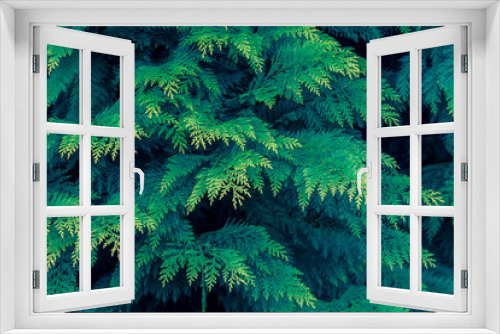 Fototapeta Naklejka Na Ścianę Okno 3D - tropical leaf texture, dark green foliage nature background