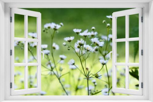 Fototapeta Naklejka Na Ścianę Okno 3D - wild flowers on green background