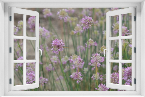 Fototapeta Naklejka Na Ścianę Okno 3D - Blooming Allium globosum