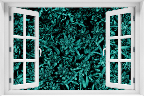 Fototapeta Naklejka Na Ścianę Okno 3D - creatively toned plant, background image