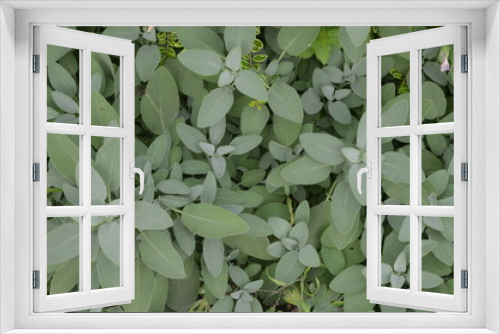 Fototapeta Naklejka Na Ścianę Okno 3D - Grey silver leaves of sage, Salvia tomentosa