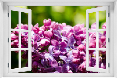 Fototapeta Naklejka Na Ścianę Okno 3D - Vibrant purple lilac blooming in the spring garden in may. Springtime wallpaper.