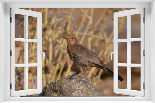 Fototapeta Naklejka Na Ścianę Okno 3D - Common Blackbird Birds