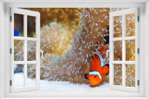 Fototapeta Naklejka Na Ścianę Okno 3D - Cartoon fish and coral under the sea for marine background