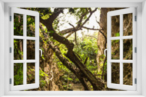Fototapeta Naklejka Na Ścianę Okno 3D - Twisted Banyan at Eluanbi Park, Kenting National Park