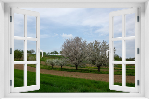 Fototapeta Naklejka Na Ścianę Okno 3D - Blooming trees on the fields in Moravia.near Mistrin, Czech Republic