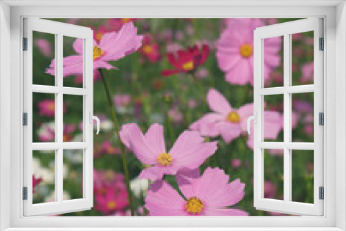 Fototapeta Naklejka Na Ścianę Okno 3D - pink cosmos flowers closeup