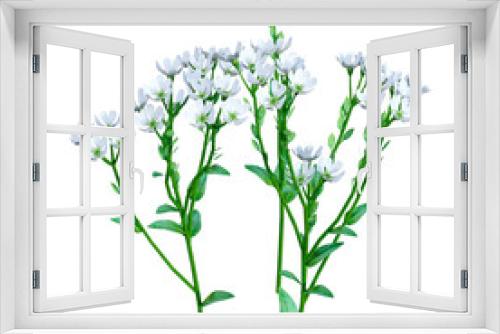 Fototapeta Naklejka Na Ścianę Okno 3D - 3D Rendering Berteroa Incana Flowers on White