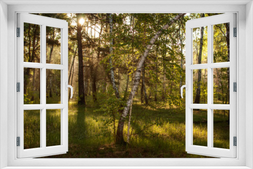 Fototapeta Naklejka Na Ścianę Okno 3D - Morning. The sun rises. The forest is bathed in sunshine. A pleasant walk in nature.