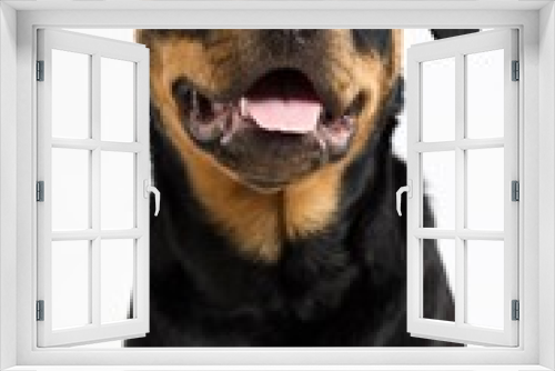 Fototapeta Naklejka Na Ścianę Okno 3D - Young Rottweiler dog  smiles and looks friendly towards camera