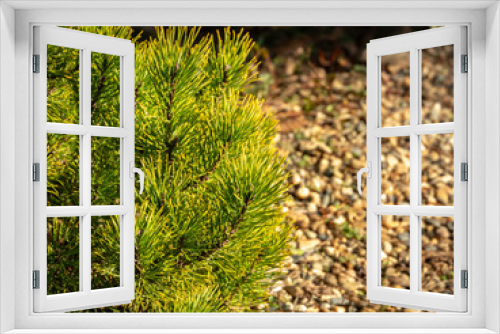 Fototapeta Naklejka Na Ścianę Okno 3D - Golden cultivar dwarf mountain pine Pinus mugo Ophir with beautiful green with golden tips of needles on the shore of small bright pebbles in the sunny winter day. Place for your text