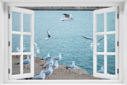 Fototapeta Naklejka Na Ścianę Okno 3D - A Flock of Seagulls flying over the ocean, Brown-headed Gull flying, Birds flying migration - Image