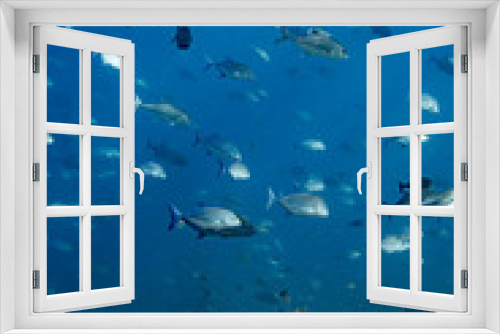 Fototapeta Naklejka Na Ścianę Okno 3D - School of Jackfish in ocean, Indonesia